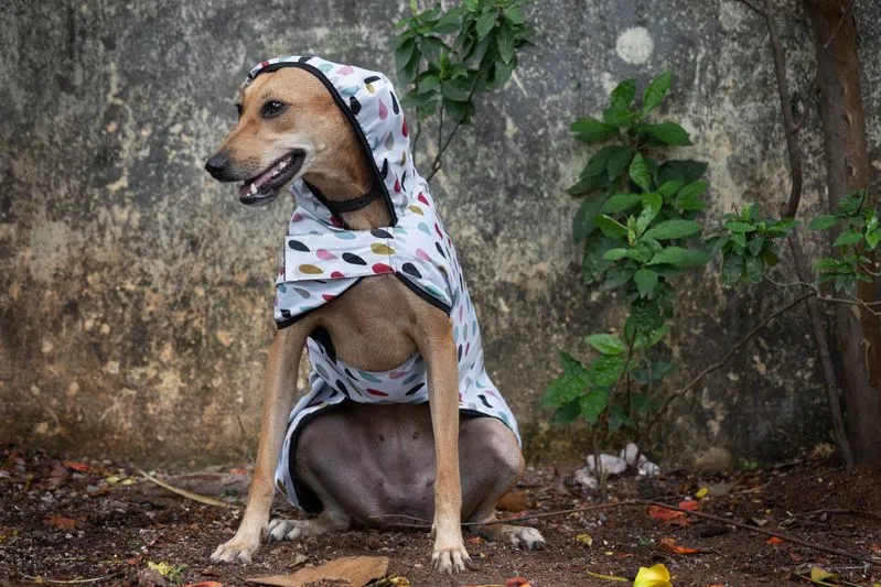 Dog Raincoat - Colourful Raindrops (White Printed)
